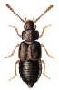 +bug+insect+pest+Syntomium+ clipart