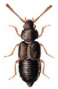 +bug+insect+pest+Syntomium+ clipart