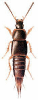 +bug+insect+pest+Tachinus+ clipart