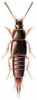 +bug+insect+pest+Tachinus+ clipart