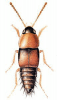 +bug+insect+pest+Tachyporus+ clipart