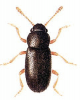 +bug+insect+pest+Telmatophilus+ clipart