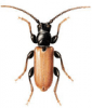 +bug+insect+pest+Tetropium+ clipart