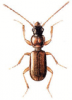 +bug+insect+pest+Thalassophilus+ clipart