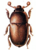 +bug+insect+pest+Thalycra+ clipart