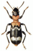 +bug+insect+pest+Thanasimus+ clipart