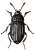 +bug+insect+pest+Thanatophilus+ clipart