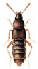 +bug+insect+pest+Thiasophila+ clipart