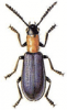 +bug+insect+pest+Tillus+ clipart