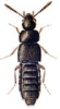 +bug+insect+pest+Tinotus+ clipart