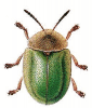 +bug+insect+pest+Tortoise+Beetle+ clipart