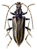 +bug+insect+pest+Toxotus+ clipart