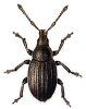 +bug+insect+pest+Trachyphloeus+ clipart