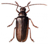 +bug+insect+pest+Tragosoma+ clipart