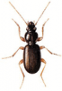 +bug+insect+pest+Trechus+ clipart