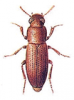 +bug+insect+pest+Tribolium+ clipart