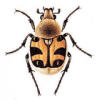 +bug+insect+pest+Trichius+ clipart