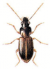 +bug+insect+pest+Trichocellus+ clipart