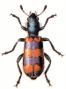 +bug+insect+pest+Trichodes+ clipart