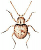 +bug+insect+pest+Trigonogenius+ clipart