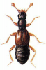 +bug+insect+pest+Trimium+ clipart