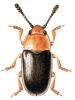 +bug+insect+pest+Triplax+ clipart