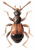 +bug+insect+pest+Trissemus+ clipart