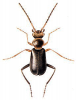 +bug+insect+pest+Troglops+ clipart