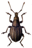 +bug+insect+pest+Trophiphorus+ clipart