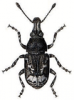 +bug+insect+pest+Tropideres+ clipart