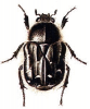 +bug+insect+pest+Tropinota+ clipart