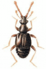 +bug+insect+pest+Tychus+ clipart