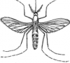 +bug+insect+pest+mosquito+2+ clipart