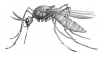+bug+insect+pest+mosquito+BW+ clipart