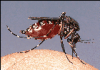 +bug+insect+pest+mosquito+biting+ clipart