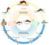 +bug+insect+pest+mosquito+life+cycle+ clipart