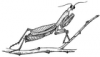 +bug+insect+pest+praying+mantis+ clipart