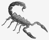 +bug+insect+pest+scorpion+1+ clipart