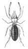 +bug+insect+pest+scorpion+Eremobates+aztecus+ clipart