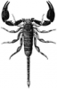 +bug+insect+pest+scorpion+Opisthacantus+sp+ clipart