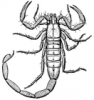 +bug+insect+pest+scorpion+ clipart