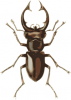 +bug+insect+pest+stag+beetle+lucanus+elephas+ clipart