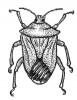+bug+insect+pest+stink+bug+ clipart