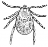 +bug+insect+pest+tick+ clipart