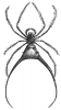 +spider+arachnid+bug+insect+pest+Acrosoma+arcuatum+spider+ clipart