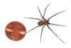 +spider+arachnid+bug+insect+pest+Brown+Recluse+spider+by+penny+small+ clipart