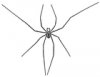 +spider+arachnid+bug+insect+pest+Daddy+longlegs+ clipart