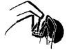+spider+arachnid+bug+insect+pest+ clipart