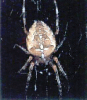 +spider+arachnid+bug+insect+pest+Garden+Spider+ clipart