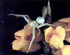 +spider+arachnid+bug+insect+pest+Misumena+ clipart